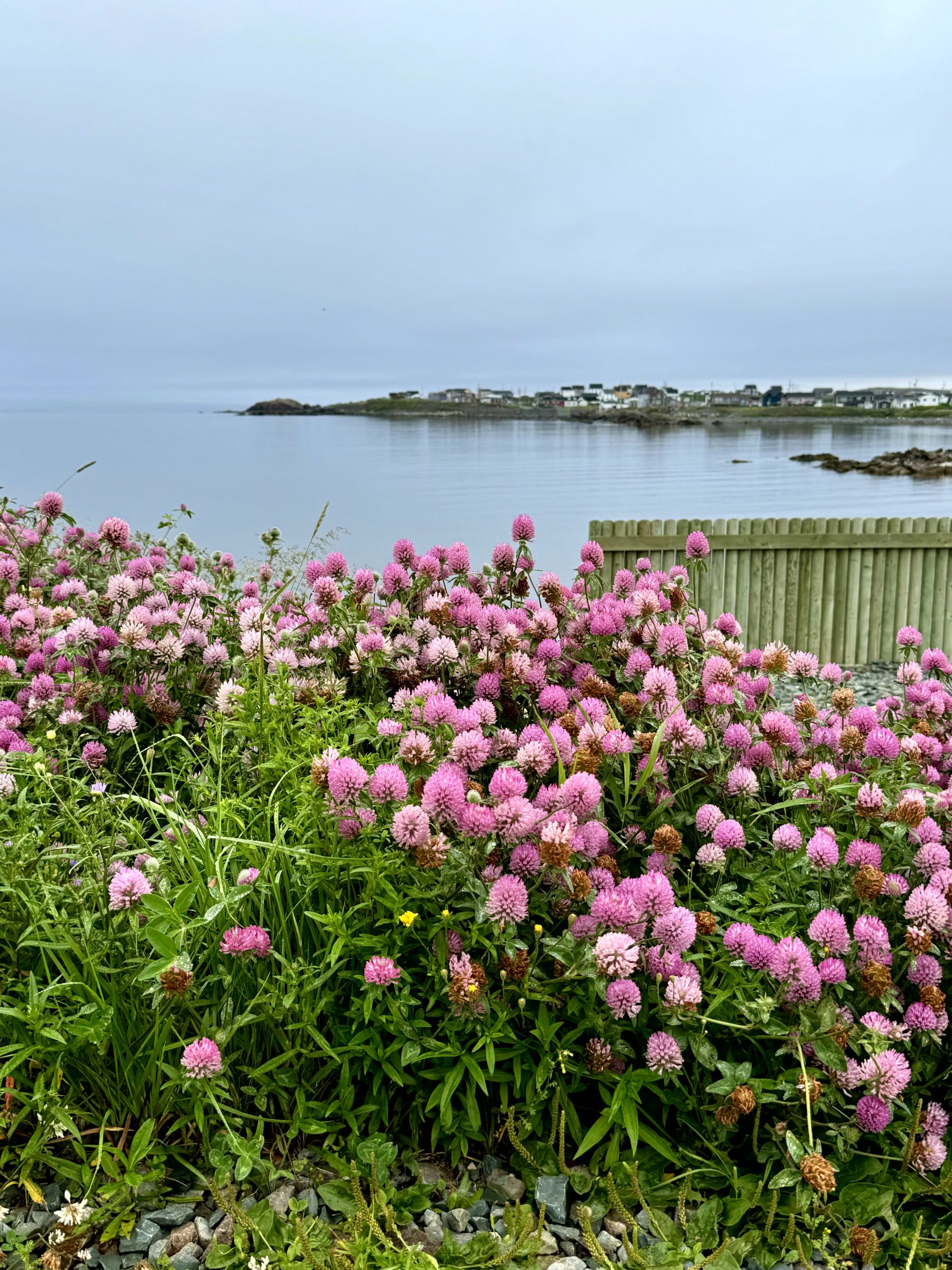 Pink wildflowers overlooking the coastline in Bonavista, Newfoundland.